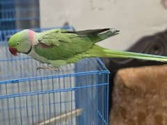 Male Raw talking parrot