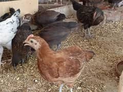 Golden Misri Hen Chicks