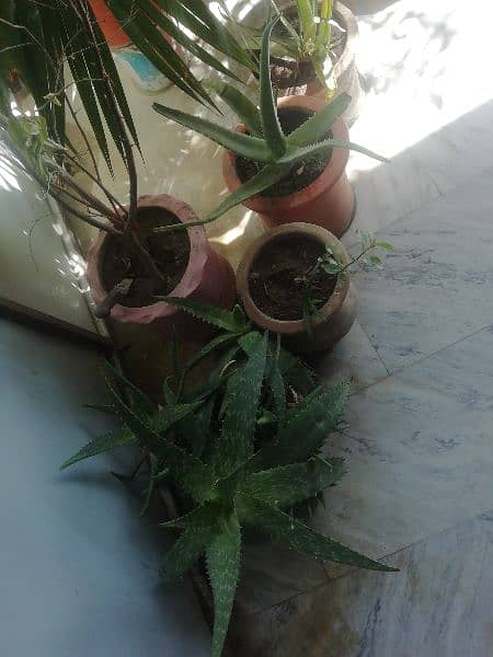 Plants for sale 5