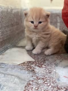 newly born persian kittens