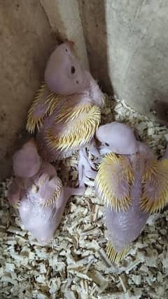 Yellow  / Cobalt / Cocktail Chicks