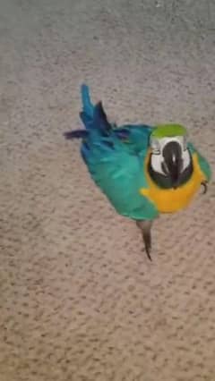belu golden macaw parrot chiks availableWhatsapp please 0335/1088/291