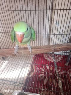 male parrot for sale