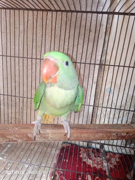 male parrot for sale 1