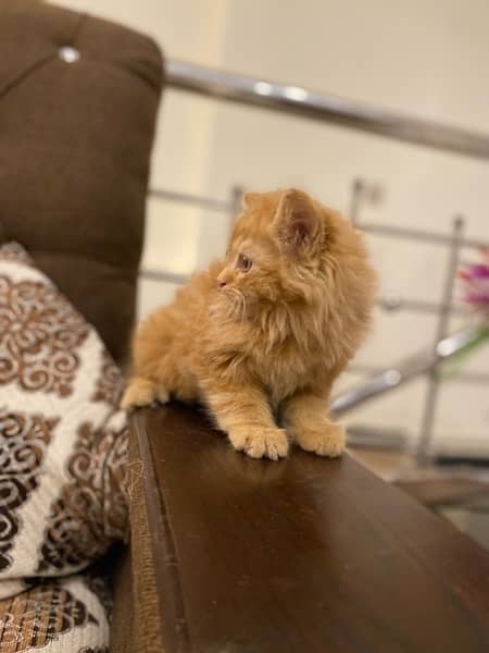 Persian Male Long Coat Age 2 Months 1