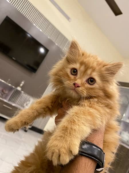 Persian Male Long Coat Age 2 Months 2