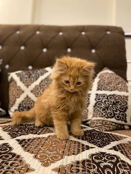 Persian Male Long Coat Age 2 Months 3