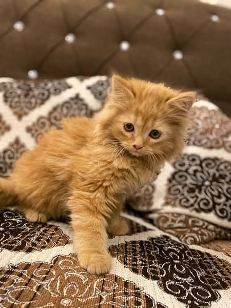 Persian Male Long Coat Age 2 Months 4