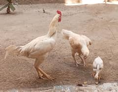 3 Desi hens and one aseel pair with chick 0