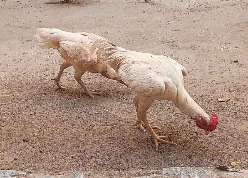 3 Desi hens and one aseel pair with chick 1