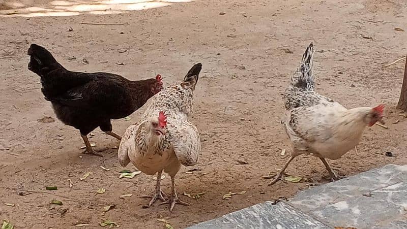 3 Desi hens and one aseel pair with chick 2