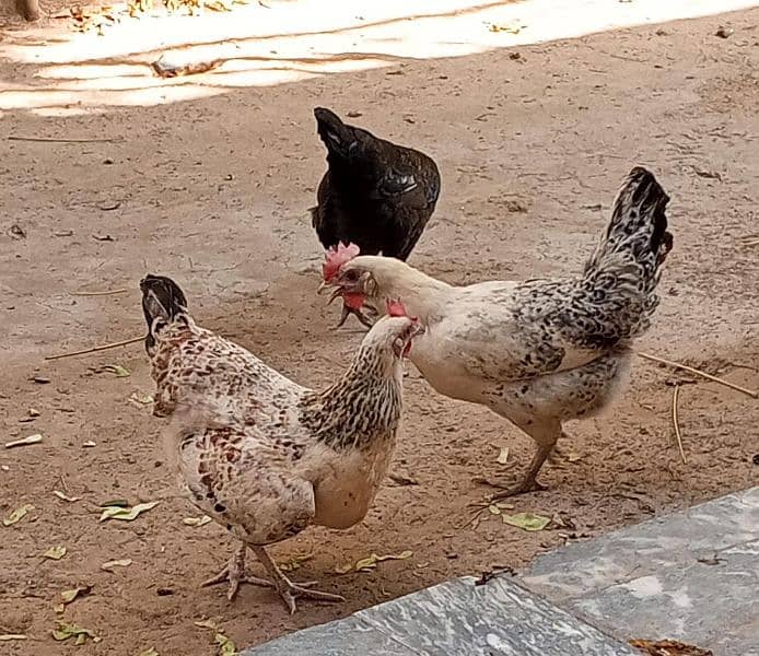 3 Desi hens and one aseel pair with chick 3