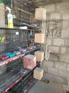 6 pair lovebird setup for sale 2 pairs cocktail 03308743690