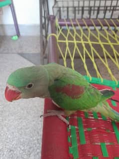 parrot raw baby hai 0