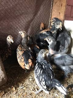 Golden Sebrite and Black bantam chicks Available 2 months
