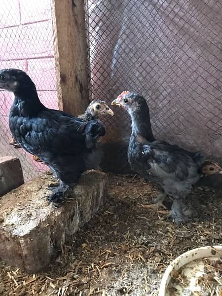 Golden Sebrite and Black bantam chicks Available 2 months 1