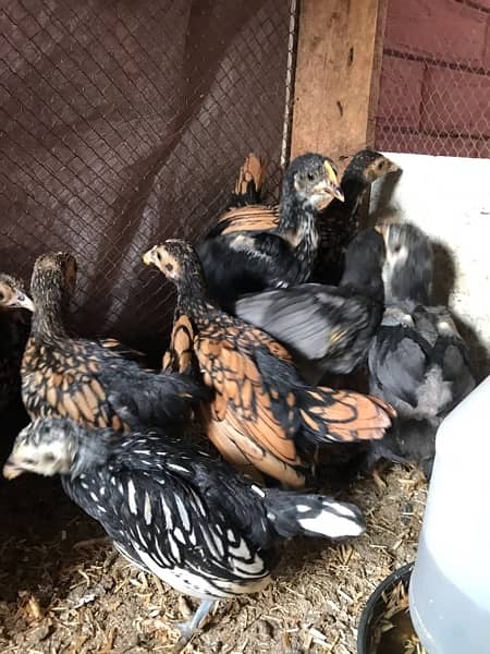 Golden Sebrite and Black bantam chicks Available 2 months 2