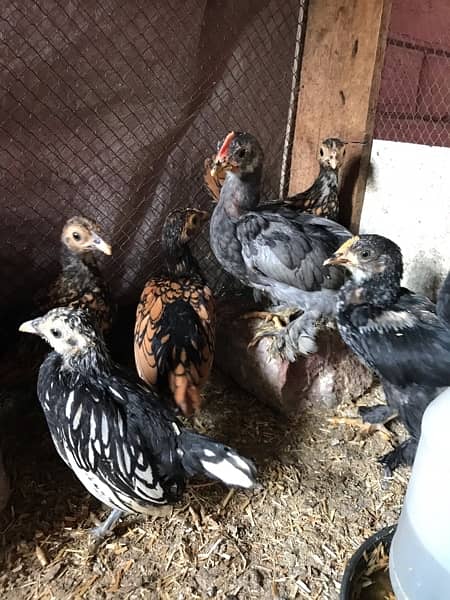 Golden Sebrite and Black bantam chicks Available 2 months 3