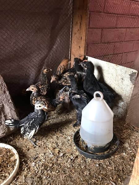 Golden Sebrite and Black bantam chicks Available 2 months 4