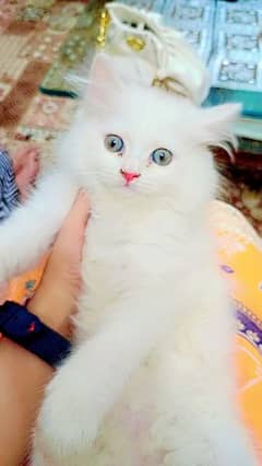 Persian Kitten for Adoption 0