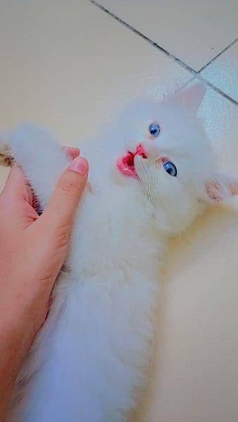 Persian Kitten for Adoption 1