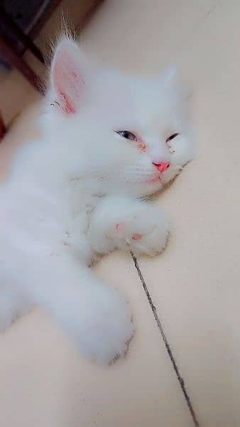 Persian Kitten for Adoption 2