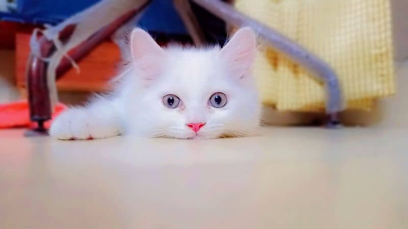 Persian Kitten for Adoption 3