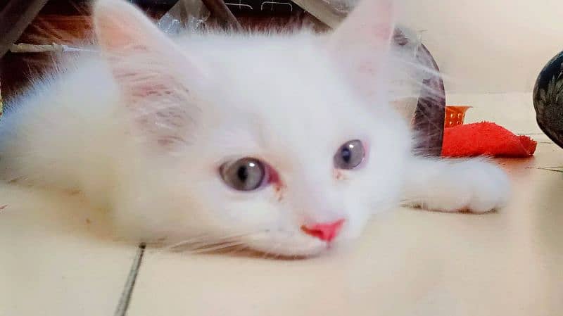 Persian Kitten for Adoption 4