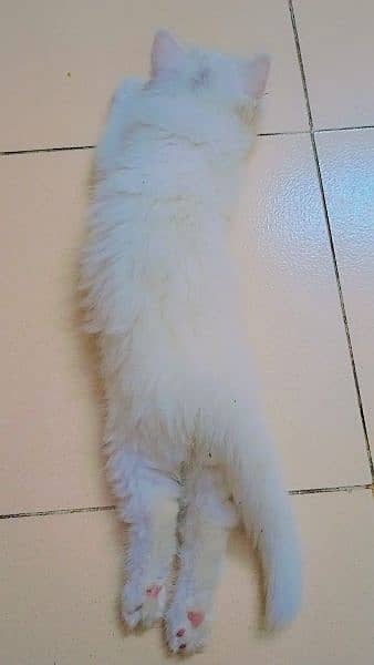 Persian Kitten for Adoption 5