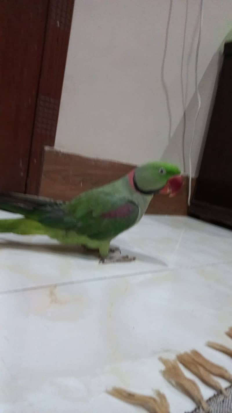 raw perrot for sell. 1