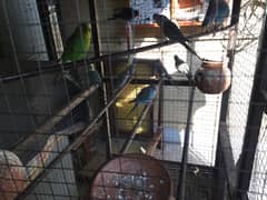 Australian parrots for sale with cage 0