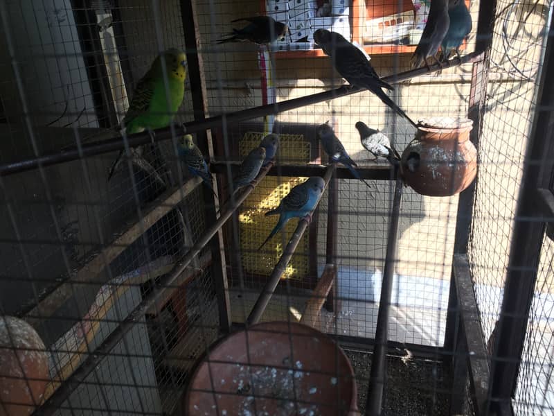 Australian parrots for sale with cage 1