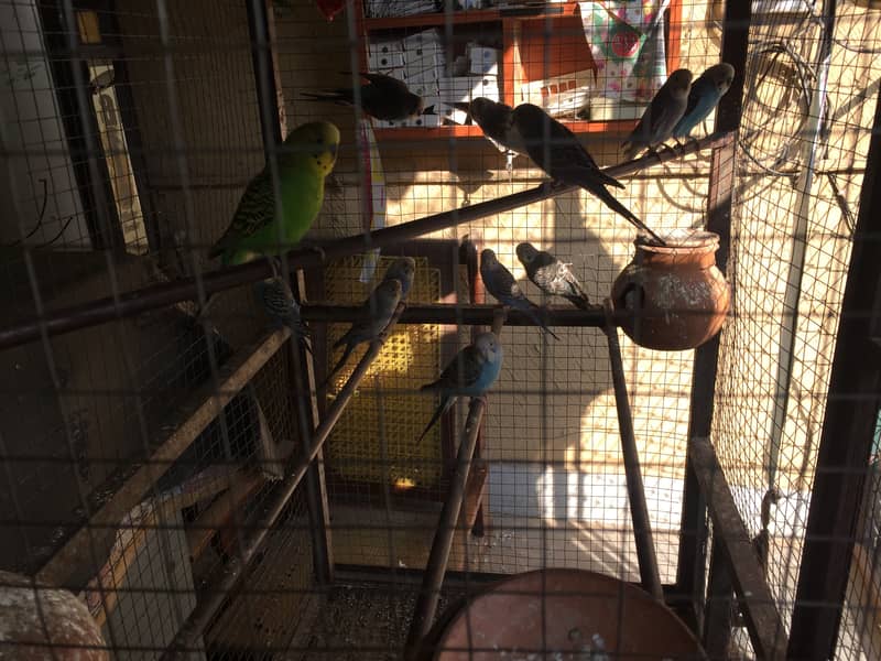 Australian parrots for sale with cage 2