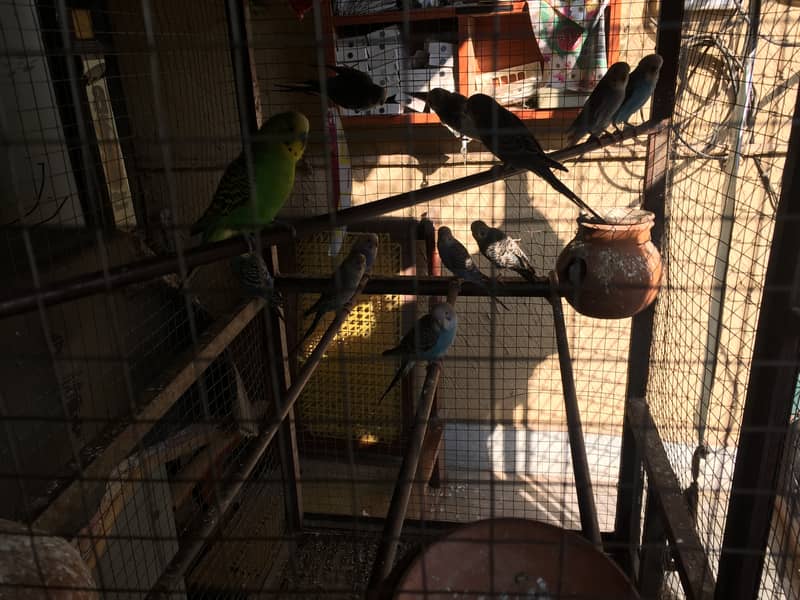 Australian parrots for sale with cage 3