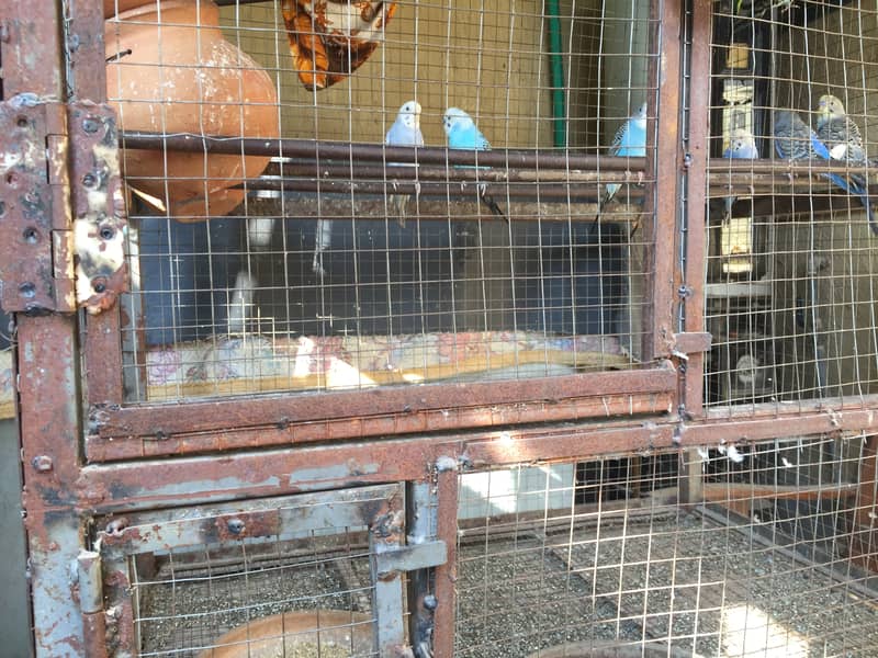 Australian parrots for sale with cage 4