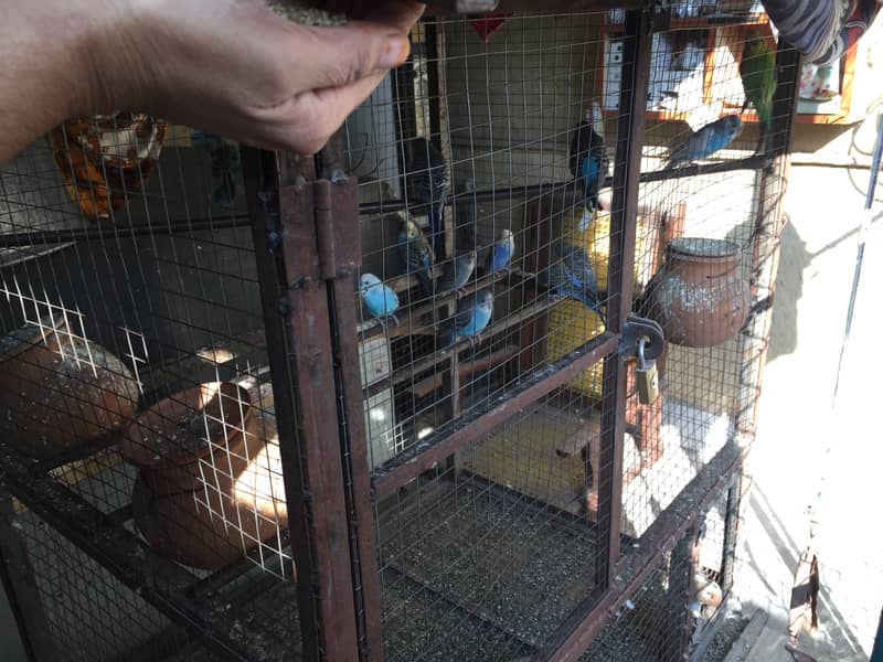 Australian parrots for sale with cage 5