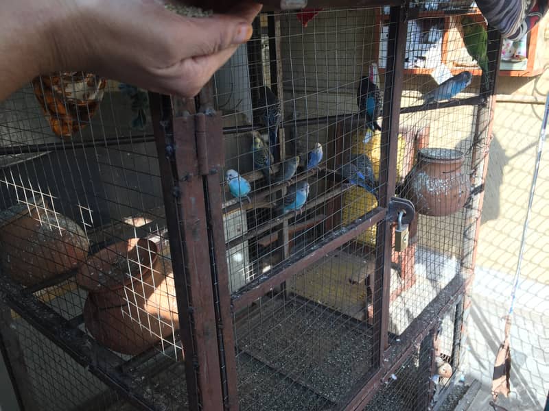 Australian parrots for sale with cage 6