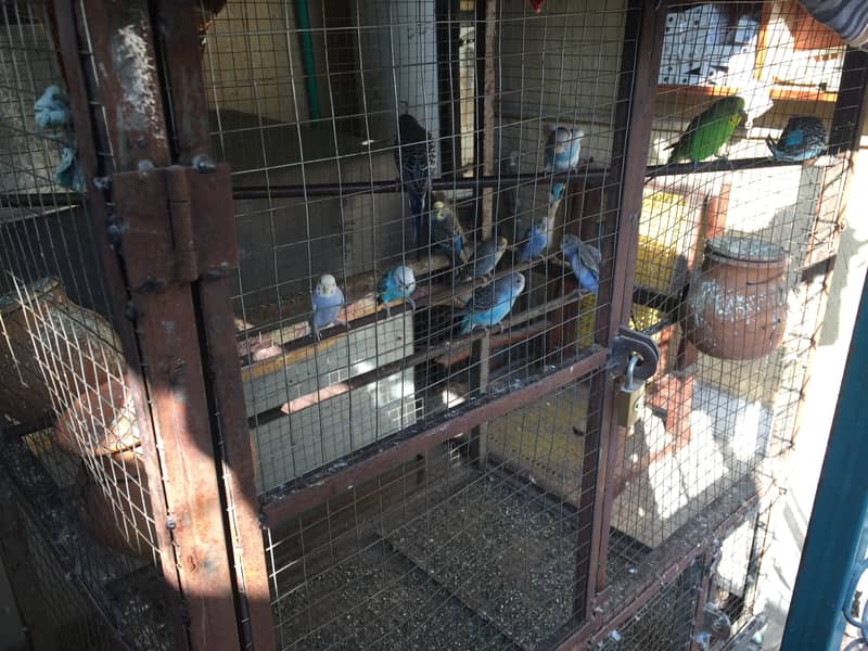 Australian parrots for sale with cage 7