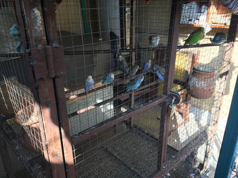Australian parrots for sale with cage 8