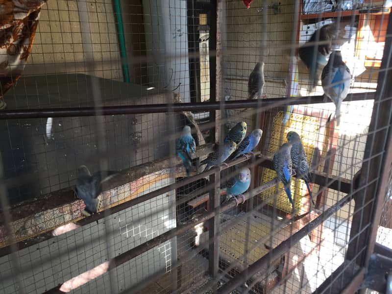 Australian parrots for sale with cage 9