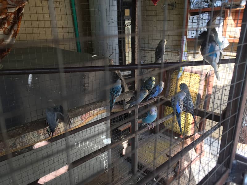 Australian parrots for sale with cage 10
