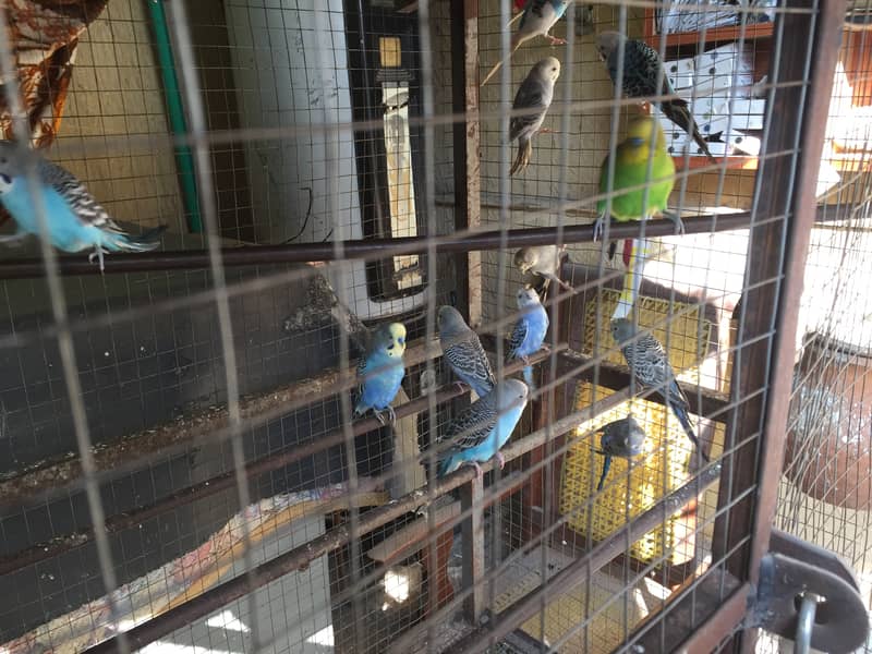 Australian parrots for sale with cage 11