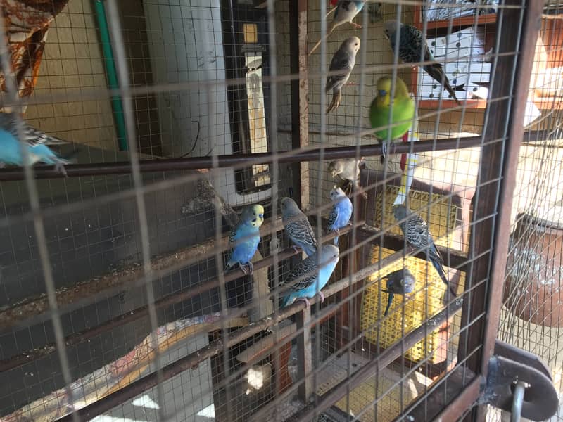Australian parrots for sale with cage 12