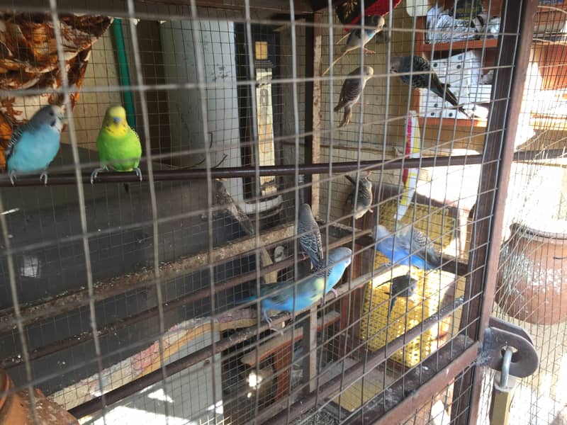 Australian parrots for sale with cage 13