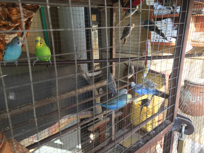 Australian parrots for sale with cage 14