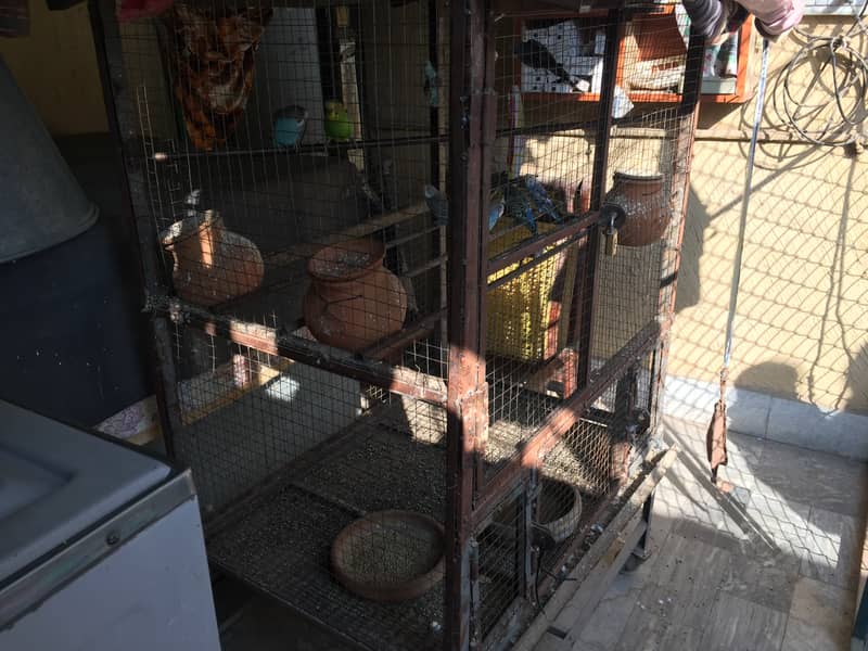 Australian parrots for sale with cage 16