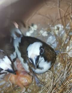 Finches pair. common banglise, white jawa, black brested orenge split,