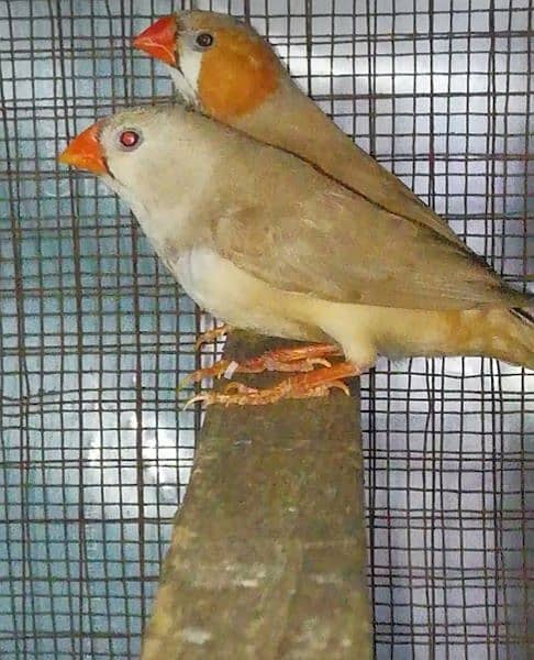 Finches pair. common banglise, white jawa, black brested orenge split, 1