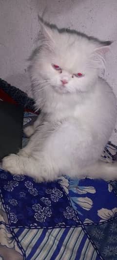 Persian cat for sale 03407973307 0