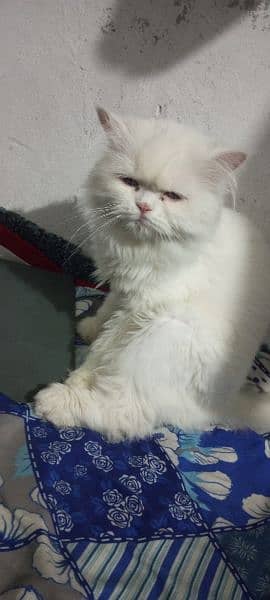 Persian cat for sale 03407973307 1